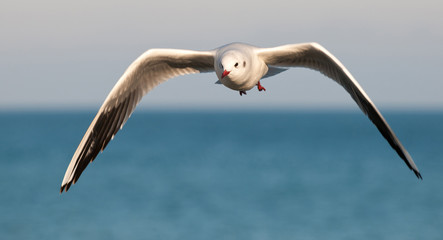 Möve , Strandmöve
