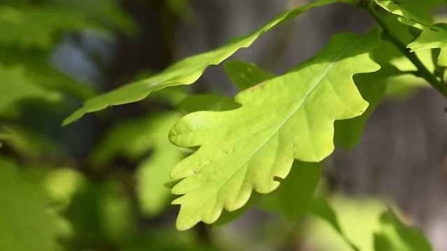 Forest detail, with oak leaves