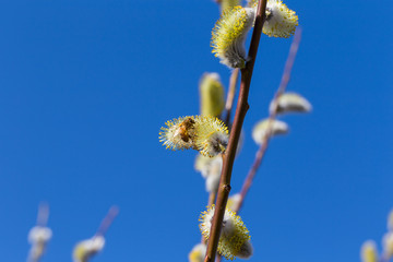Fluffy soft willow buds