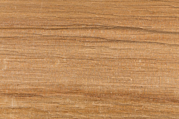 Birch wood texture