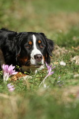 Berner Sennenhund liegt in der Blumenwiese