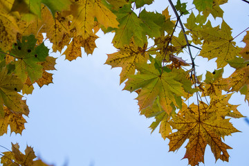 Maple leaves in autumn.