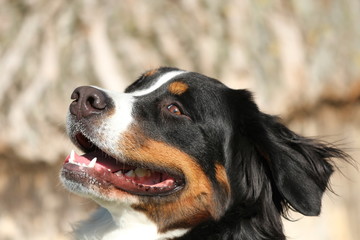 Profil Berner Sennenhund