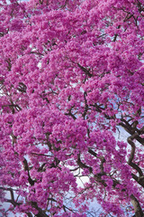 Obraz premium Pink tree in bloom