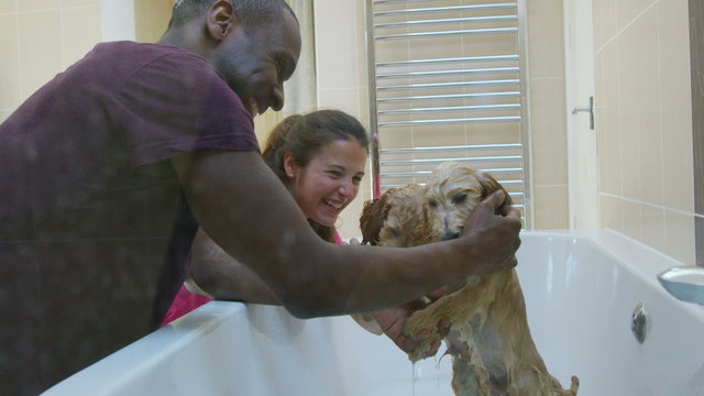 Cute puppies bath time - couple at home giving their pets a bath. 