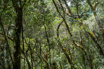 Cloud forest Bolivia