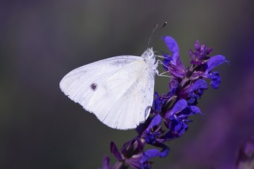Butterfly on blue flower
