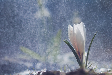 White crocus on background drops