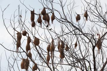 golden weaver nest on dry tree