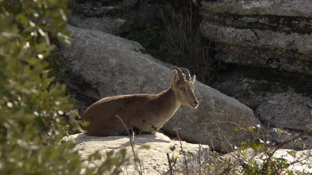  Iberian ibex lying on a rock basking in the morning   