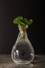 mint in a glass vase with water on a black background stone