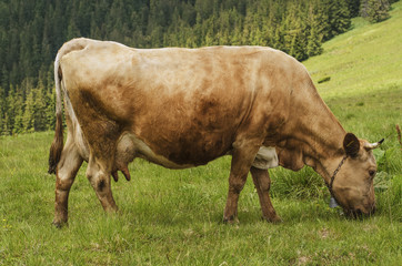 Dairy cow grazing at meadow