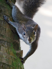 Eastern Grey Squirrel coming down trunk of Cabbage Palm Tree