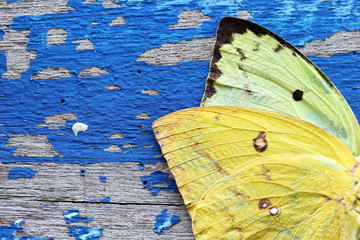 butterfly wing on grunge background