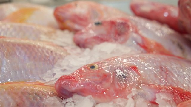 Fresh Fish on Ice in Supermarket. Closeup. 