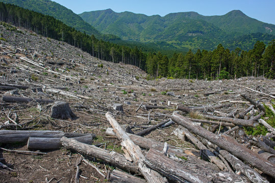 森林伐採 環境破壊 地球温暖化 Stock Foto Adobe Stock