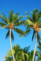 Obraz premium Two Palm Trees