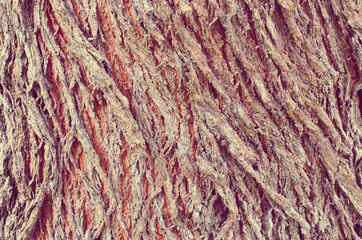 Tree bark wood texture background.