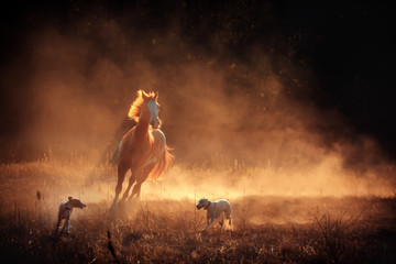 Appaloosa horse and whippet dogs run in dust
