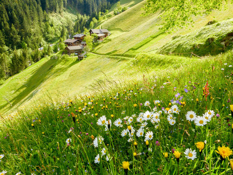 Fototapeta Frühlingsblumen und Bergdorf