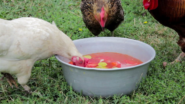 Chickens eating from a plate/group of hens eat from plates slops on the grass