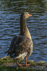 Dark Goose at Lake