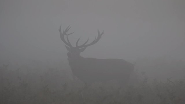 Red Deer Stag in Fog and Mist