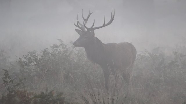 Red Deer Stag in Fog and Mist