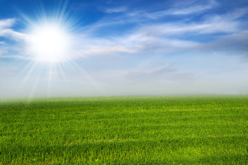 Fototapeta na wymiar morning sunshine green grass field