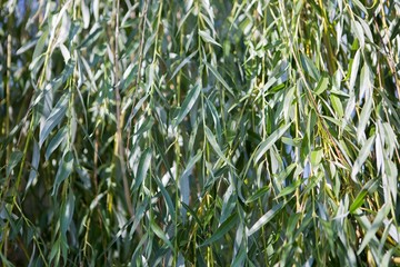 Close up of willow branches © milosz_g