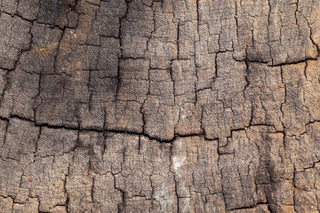 barking tree texture