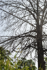 Obraz premium Shed leave Cannonball tree surrounded by fresh leaves trees. Fil