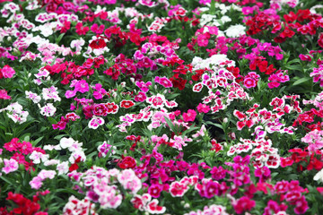 colorful dianthus flower as background