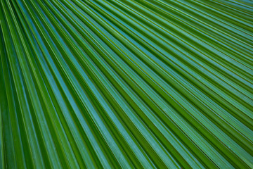 shadow of palm leaf and texture