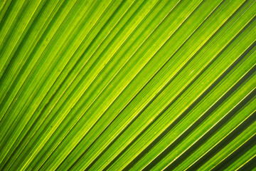 shadow of palm leaf and texture