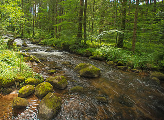 Stream through a sunny forest in summer