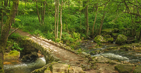 Fototapeta premium Bridge over a river in summer