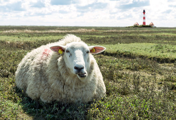 gemütliches Schaf in Nordfriesland