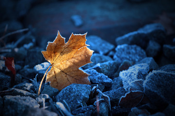 Blatt mit Eiskristallen