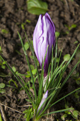 Saffron bud.