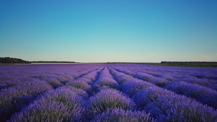 Fototapeta na wymiar Lavender field and beautiful day