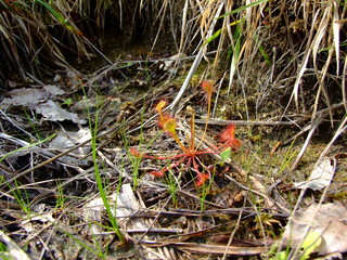 食虫植物モウセンゴケ