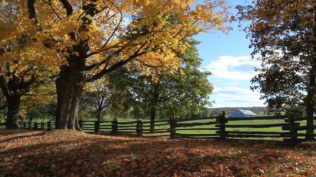 Countryside autumn scenery with yellow maple tree and wooden fence