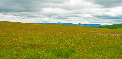 Meadows in mountains in summer