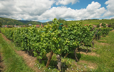Fototapeta na wymiar Vineyard in a sunny field in summer