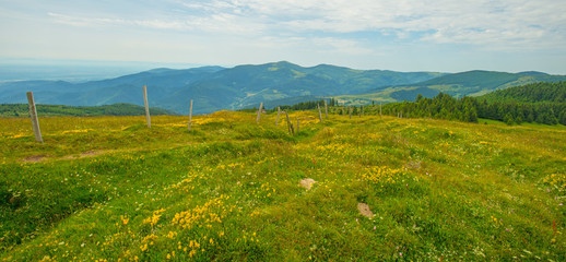 Obraz premium Meadows in mountains in summer