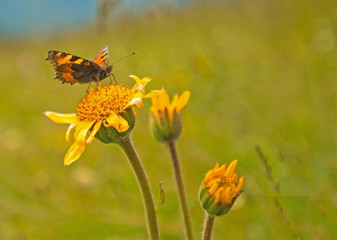 Butterfly on a dandelion in a meadow 
