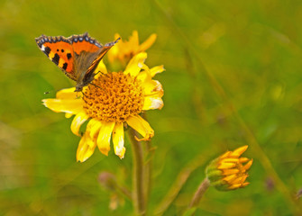 Obraz premium Butterfly on a dandelion in a meadow 