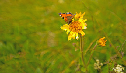 Butterfly on a dandelion in a meadow 
