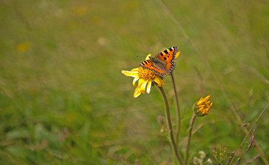 Butterfly on a dandelion in a meadow 
